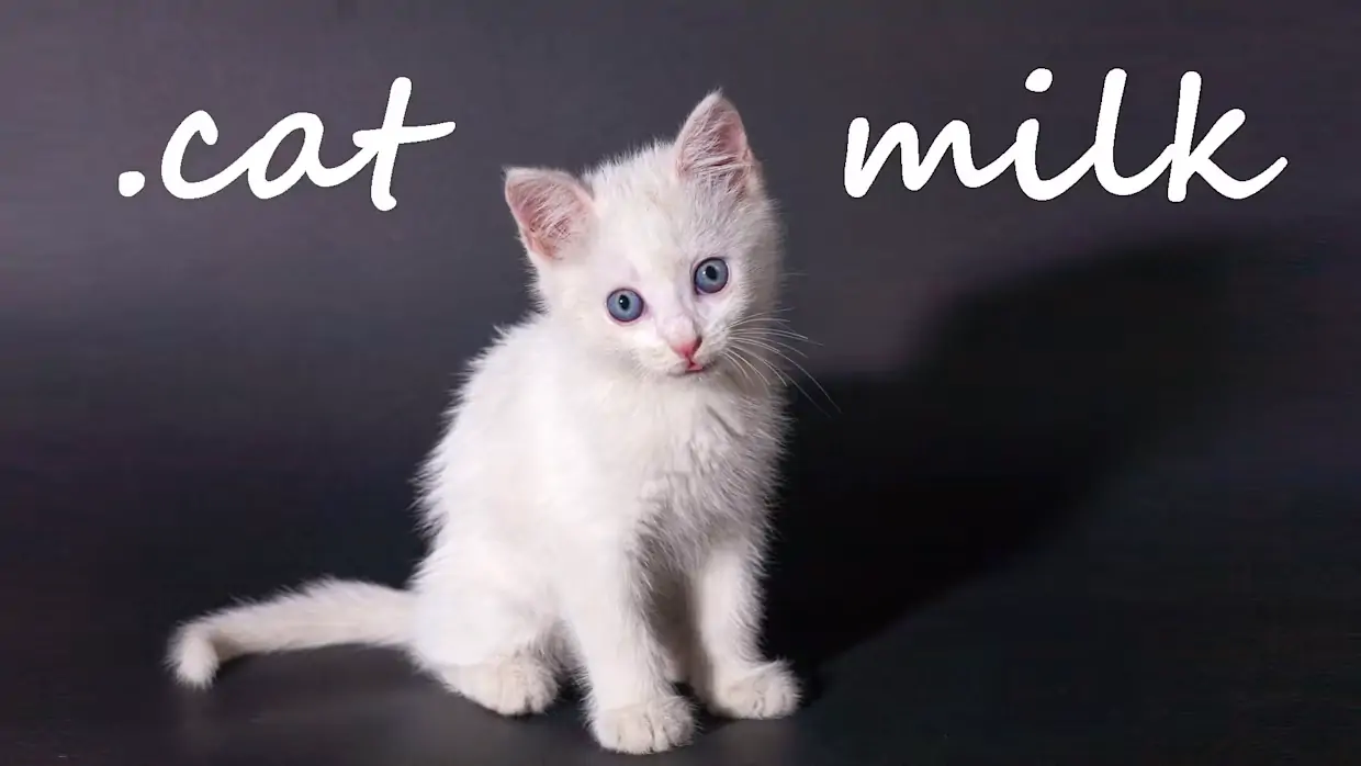 牛奶猫|小奶猫|Cat Milk